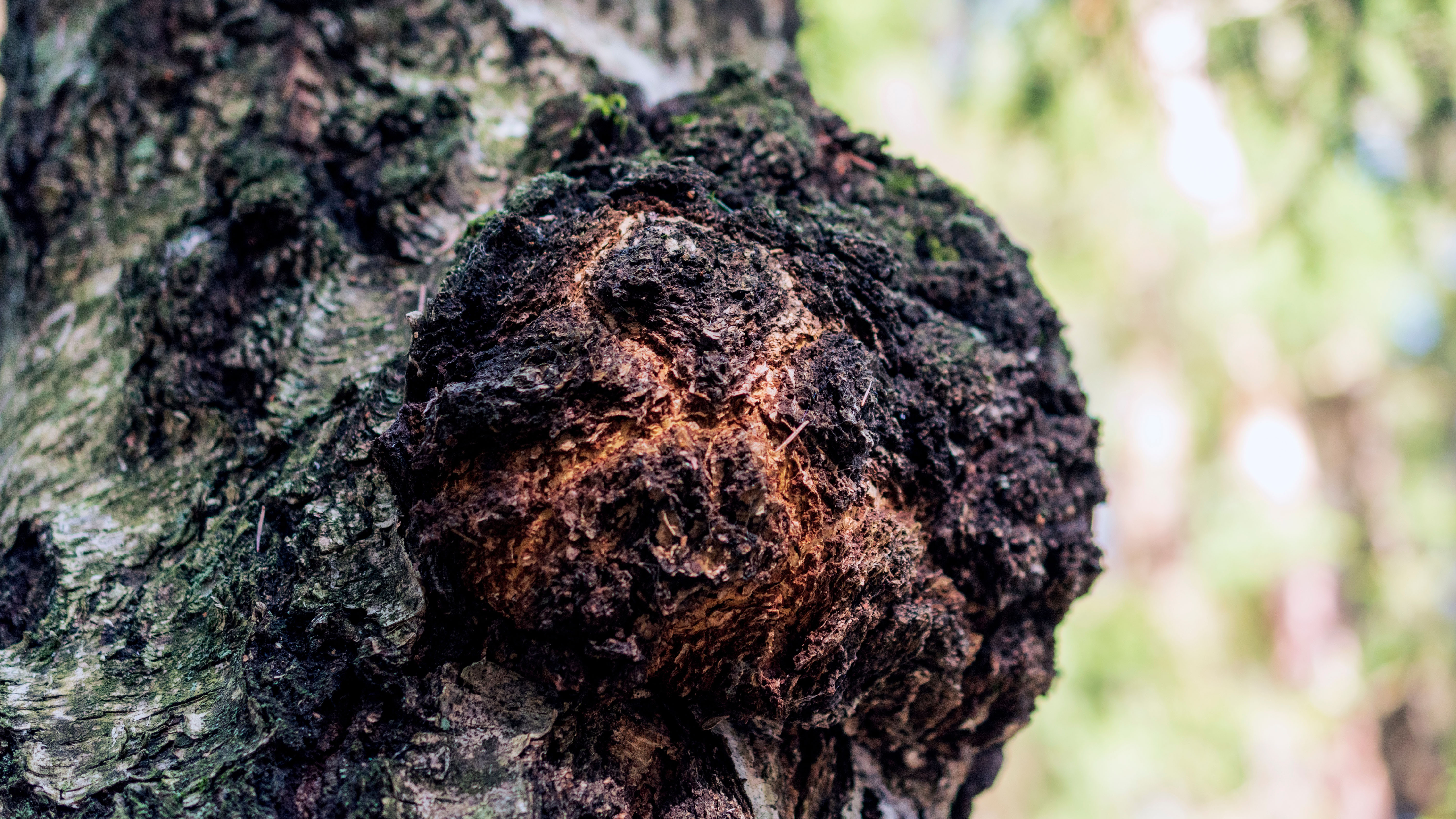 Vitalpilz Chaga wächst an der Rinde eines Baumes