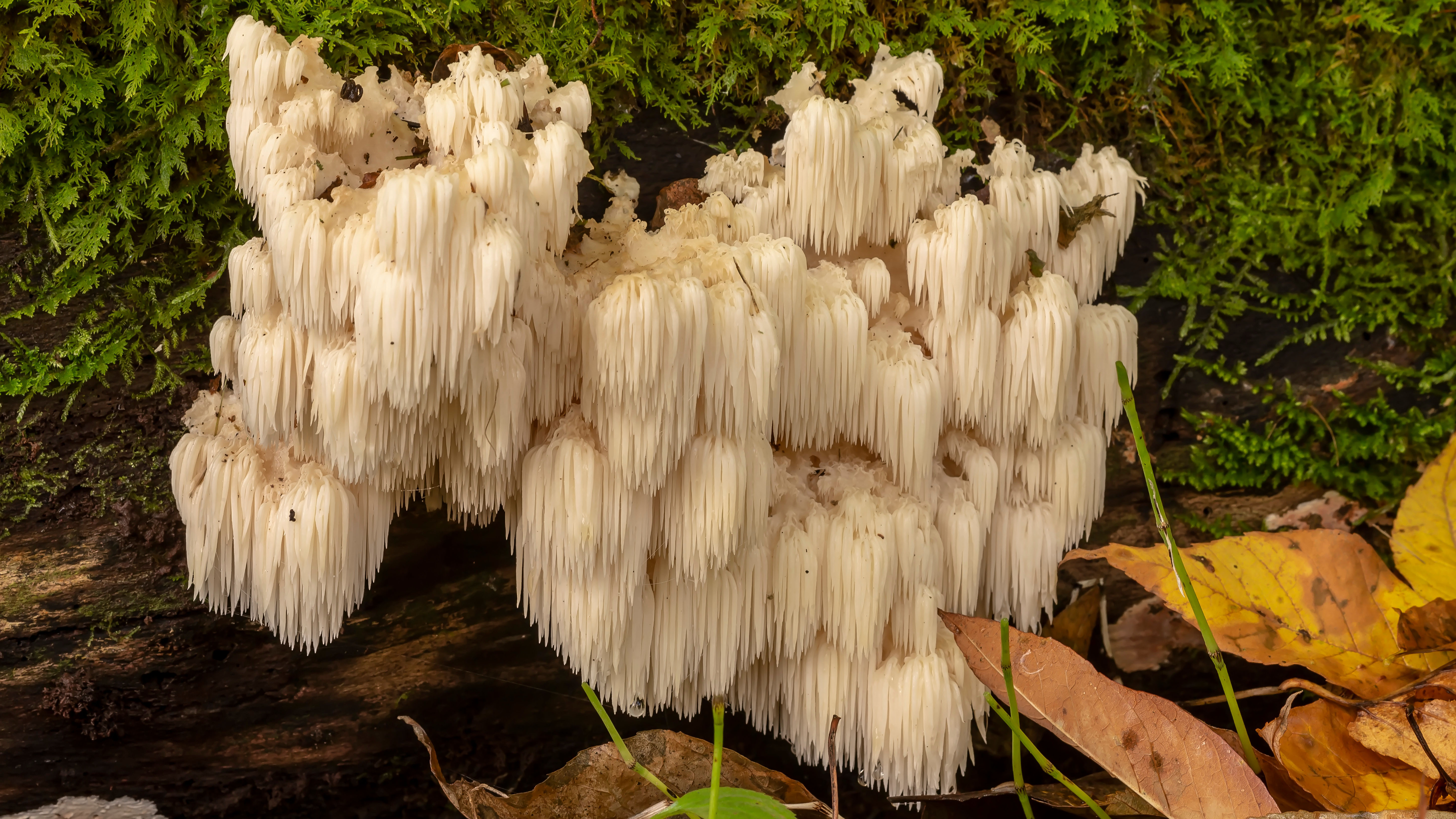 Vitalpilz Hericium Erinaceus sieht aus wie ein langer grauer Bart und wächst auf moosigem Waldboden