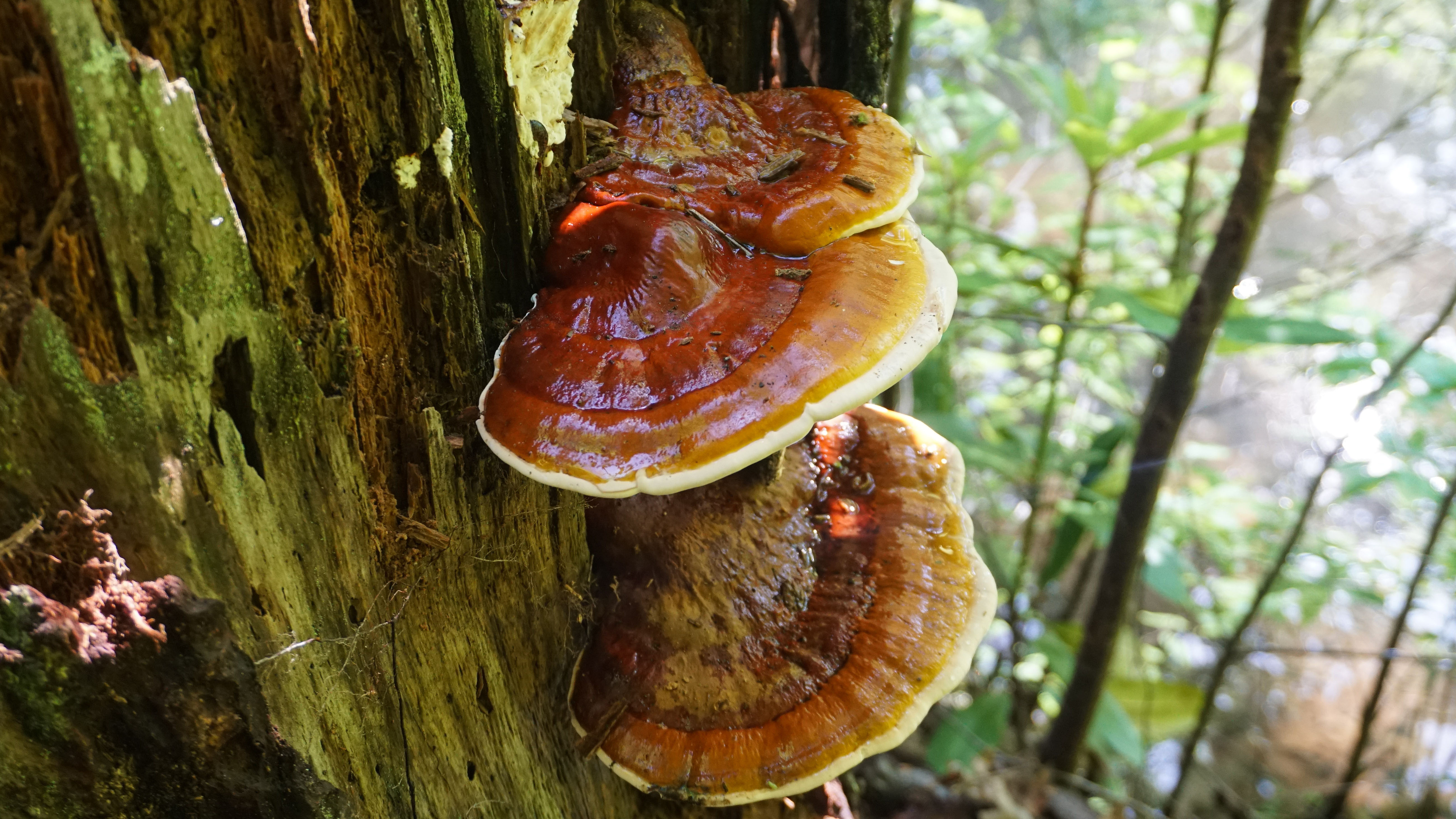 2 Reishi Pilze wachsen im Wald an einem Morschen Baumstamm