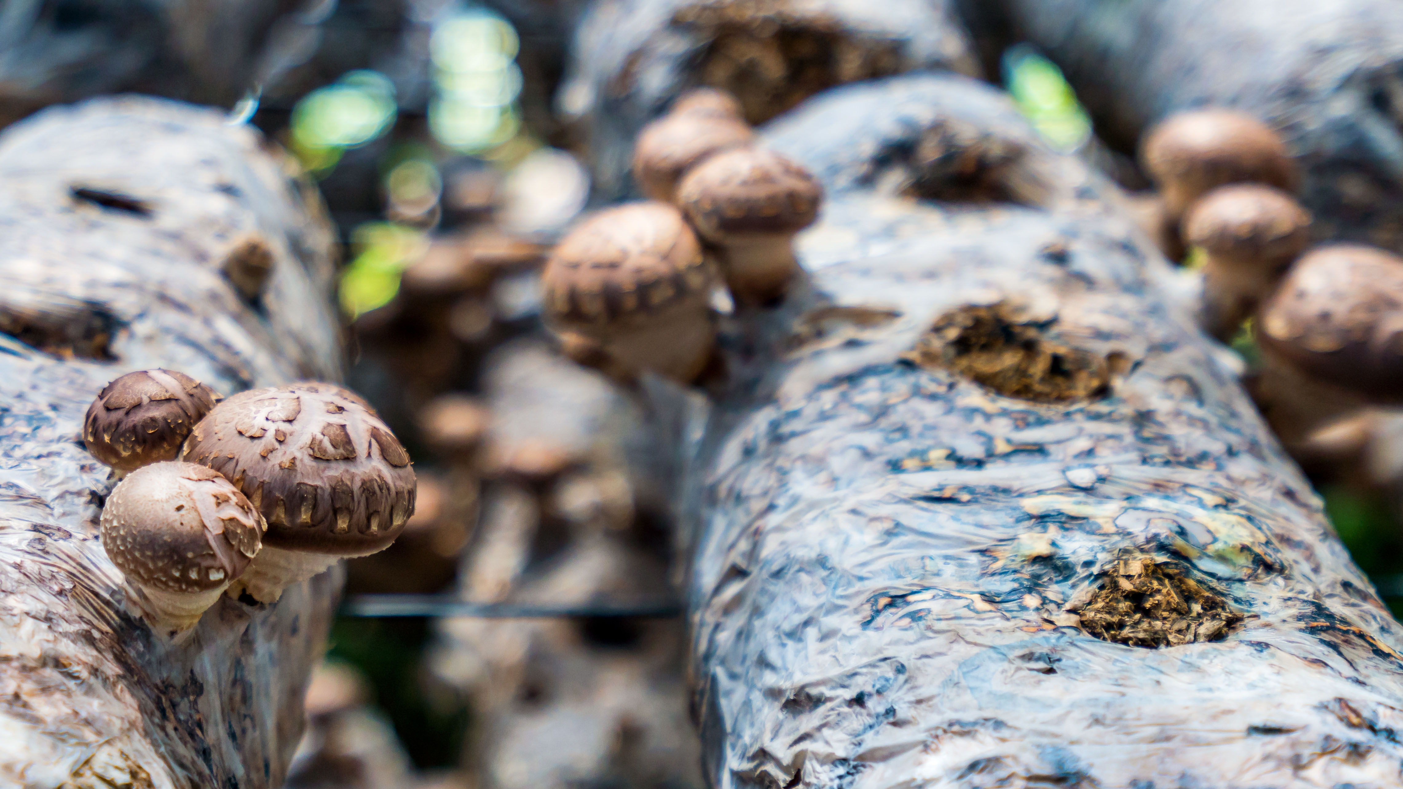 Shiitake Pilze wachsen auf einem Baumstamm. Drei kleine Köpfe sind fokussiert im Vordergrund, weitere unscharf im Hintergrund