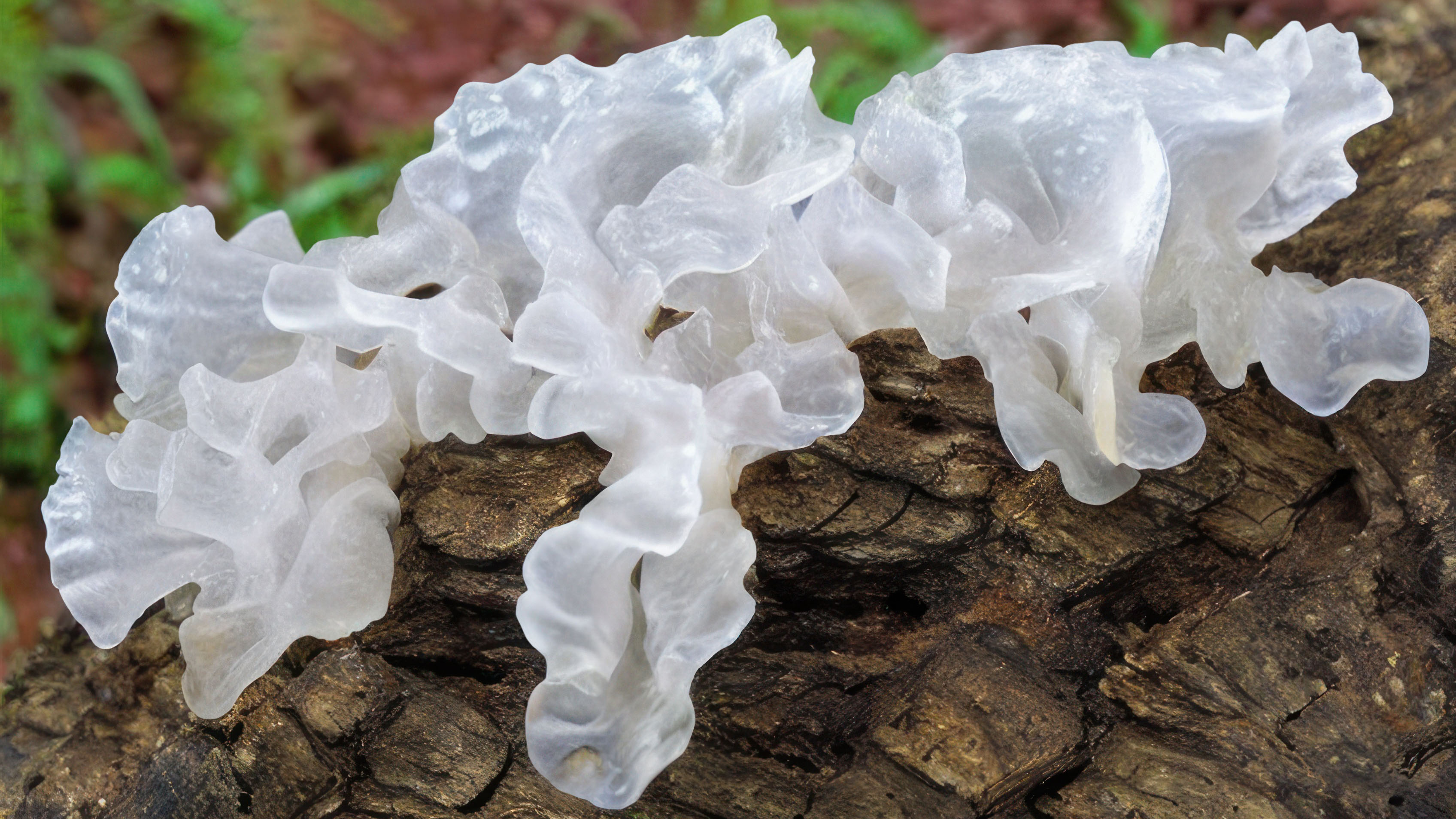 Der Pilz Silberohr wächst auf einer Wurzel. Er sieht aus wie gerüschtes Seidenpapier und ist leicht transparent