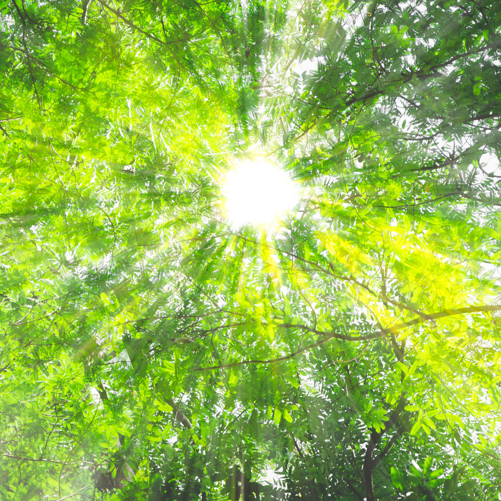 Sonnenstrahlen brechen durch grünen Blätterwald