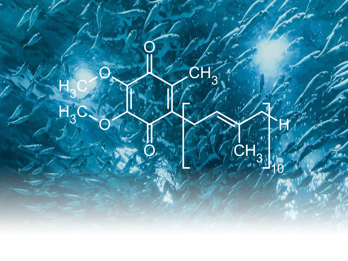 Abgesoftete Nahaufnahme von einem Schwarm Fischen im Meer, darauf die Strukturformel des Coenzym Q10
